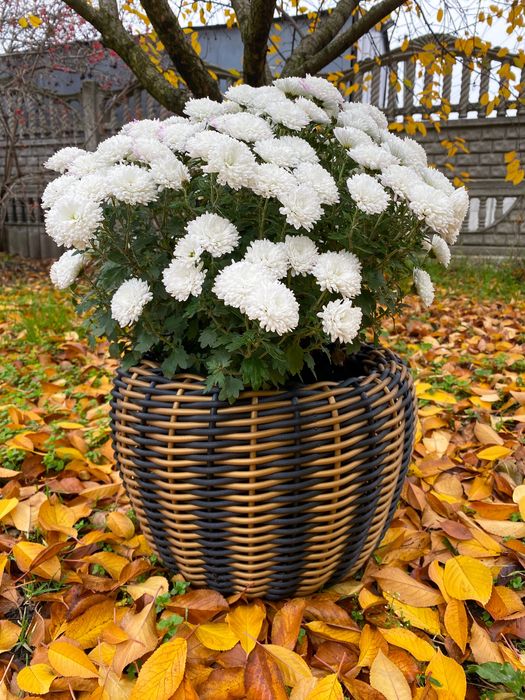 Кашпо из ротанга тигровое на 12 л чёрное с золотом ручная работа