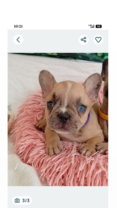 Bebe bulldog francês com um olho azul
