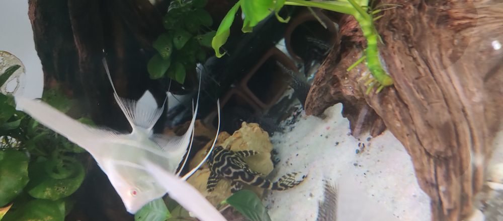 Zbrojniki L 333 młode 4 cm