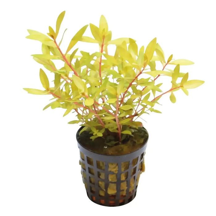 Ammania Pedicellata "Gold" - BSP_PLANTS
