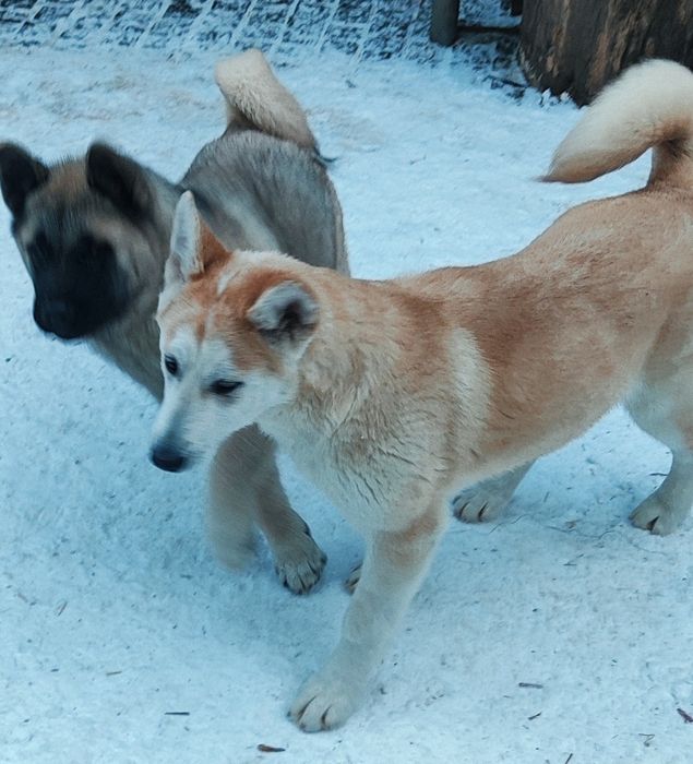 Акита: продаж, можу привезти