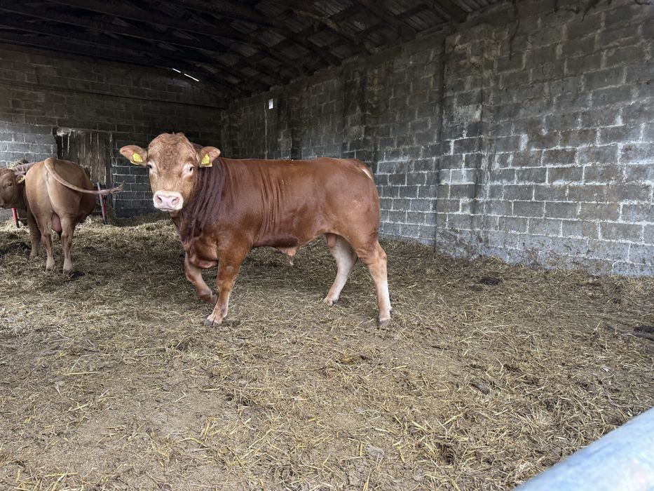 Sprzedam Jałówki  Do Zacielenia  Oraz Buhaja Limousine lm