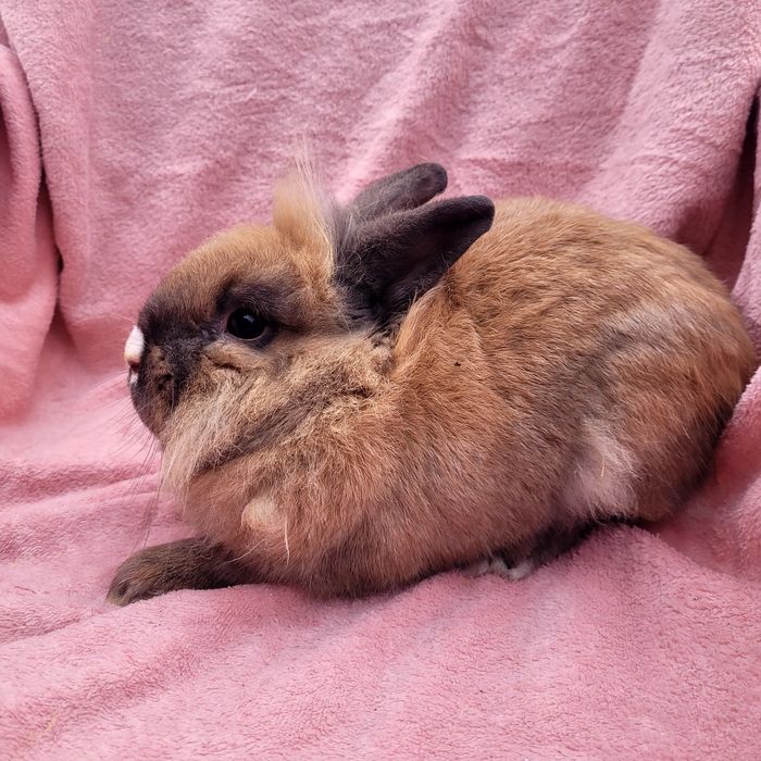 Królik miniaturka samiec