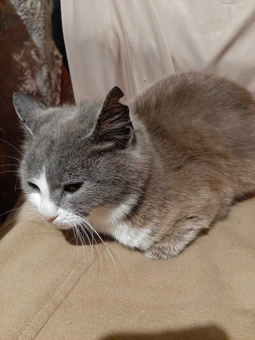 Вiддам красиве кошенятко