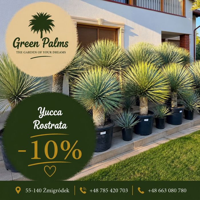 yucca rostrata mega mrozoodporna duże egzemplarze wyprzedaż -10% do donicy lub gruntu