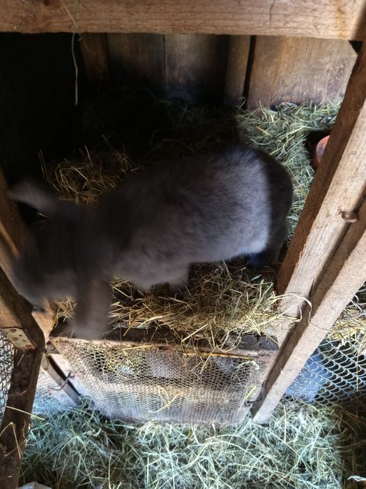 Mam barany francuski