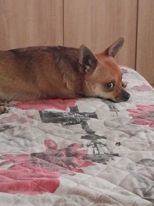 Oddam młodego  pieska