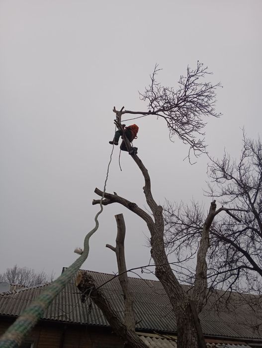Спил дерев,спилить дерево,розчистка участок.