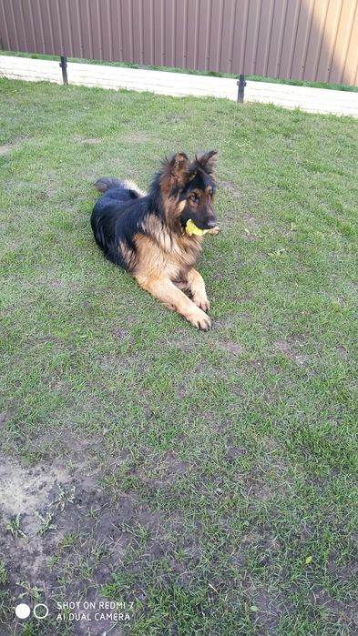 Чистокровний кобель німецької вівчарки для в'язки.