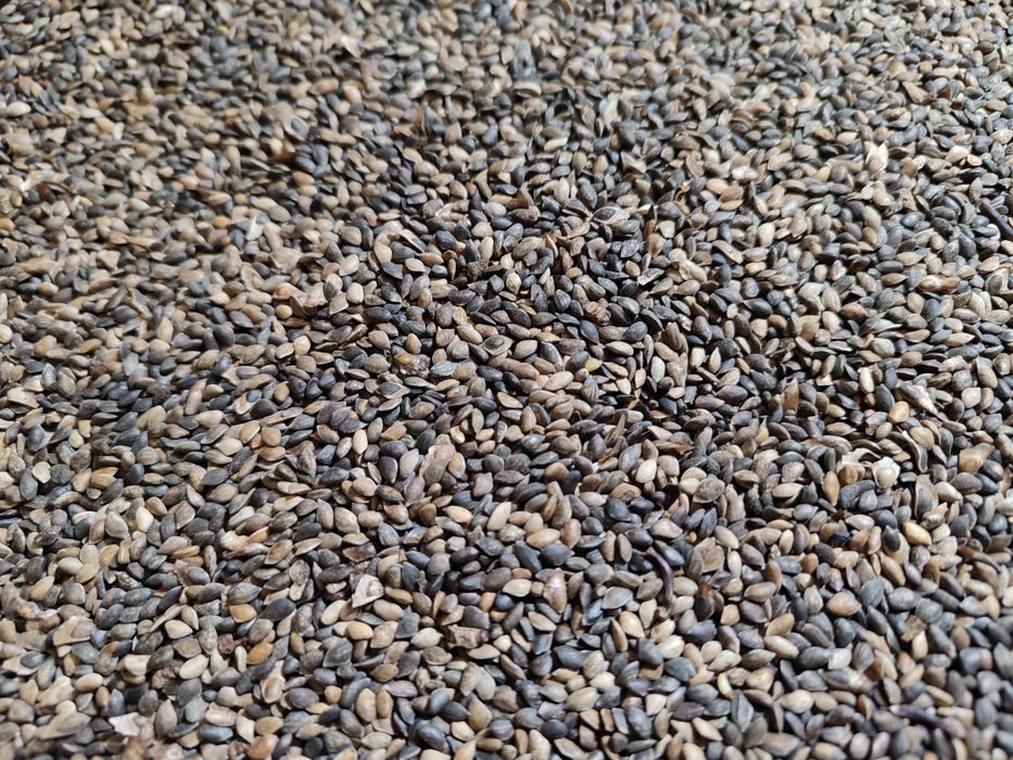 Насіння Сосна, Ялиця, Модрина