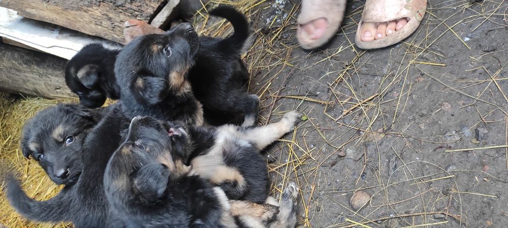 Продам цуценят німецької вівчарки