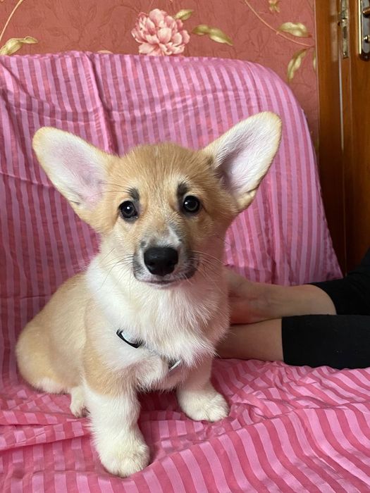 Вельш коргі пемброк, дівчинка