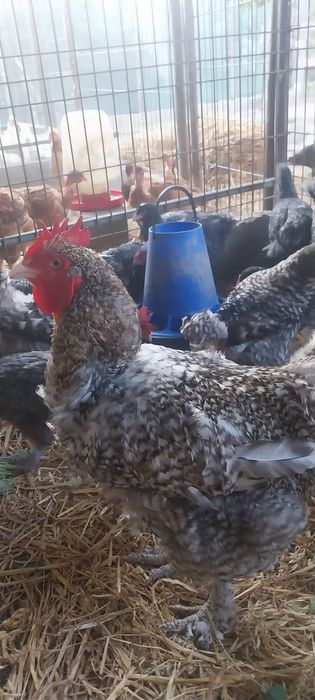 Vendo ovos fecundados de galinhas malines
