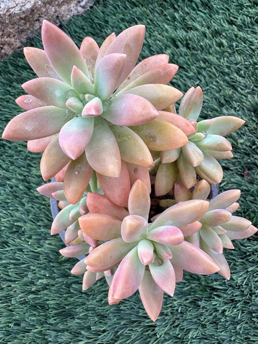 Suculentas Sedum Pachyphyllum Jelly Beans e Graptosedum Francesco Baldi preço 1€
