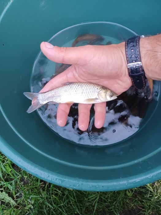 Karp narybek/kroczek. Sandacz , Amur , Lin , Tołpyga .
