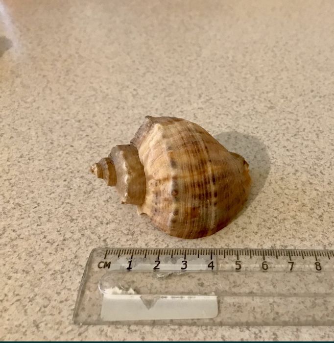 Ракушки разные/мушлі різні