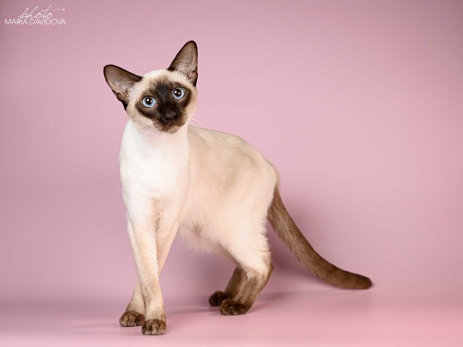 Сіамо - орієнтальний котик Jobs