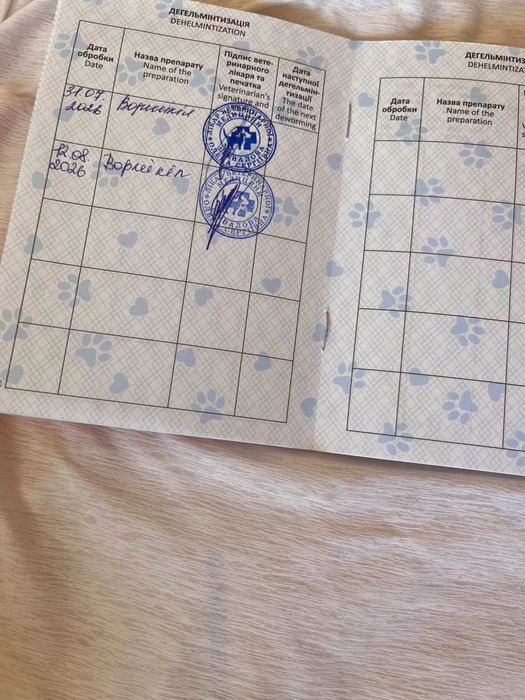 Кошеня!Золотий красунчик! Шиншила
