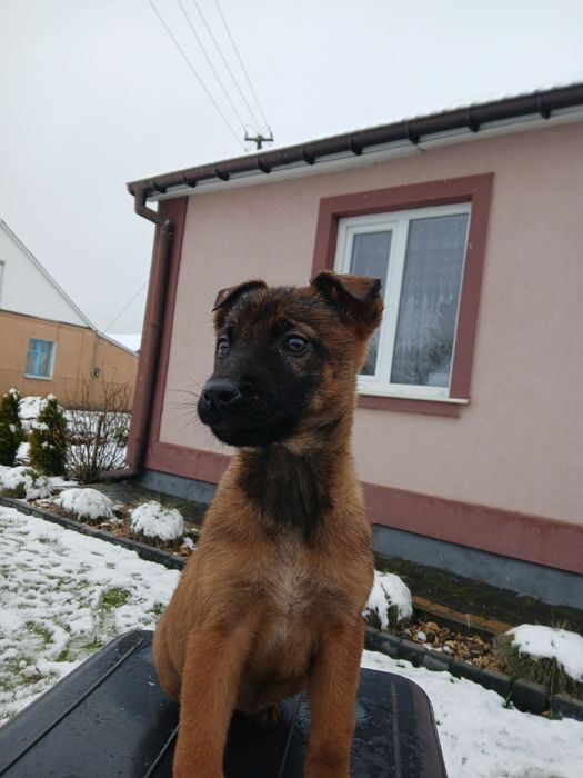 Чистокровні щенята малінуа