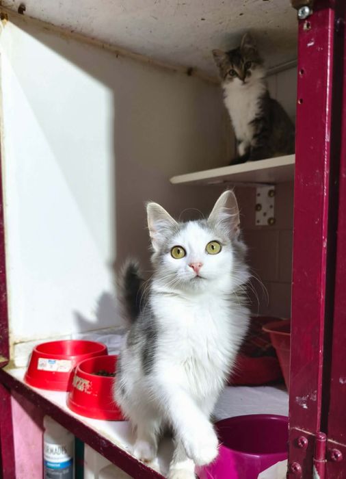 Котята из приюта ,ищем семью!