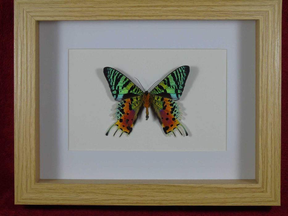Motyl w ramce 22x17cm . Urania ripheus - madagaskar .