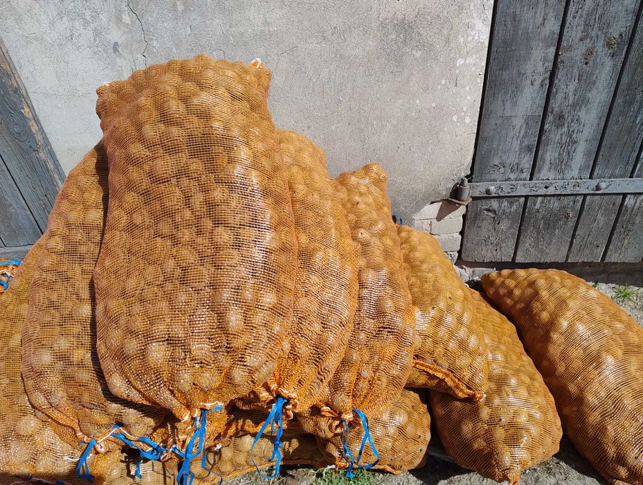 Ziemniaki kaliber sadzeniak