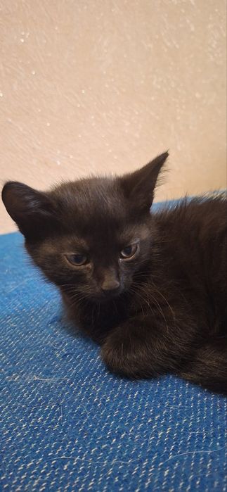 Віддам кошенят безкоштовно