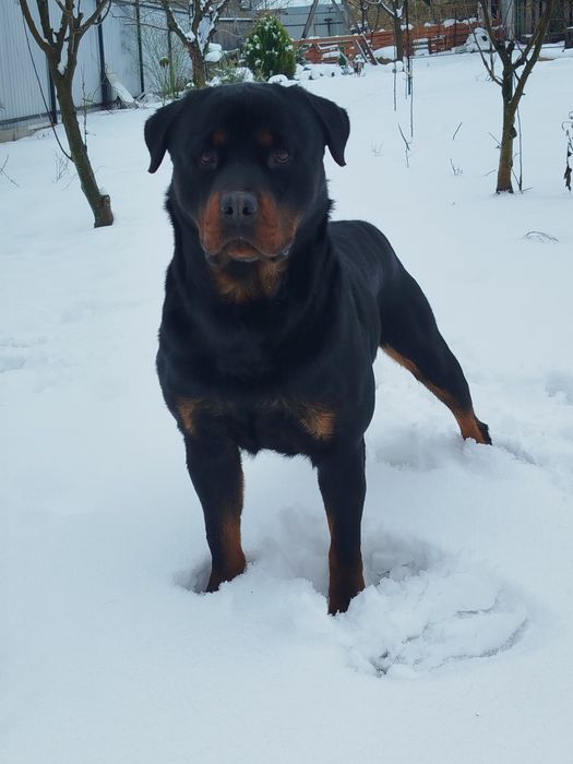 Вязка песика ротвейлера