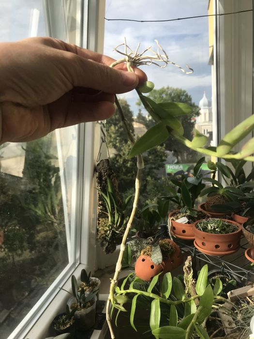 Dendrobium loddigesii*den.aphyllum