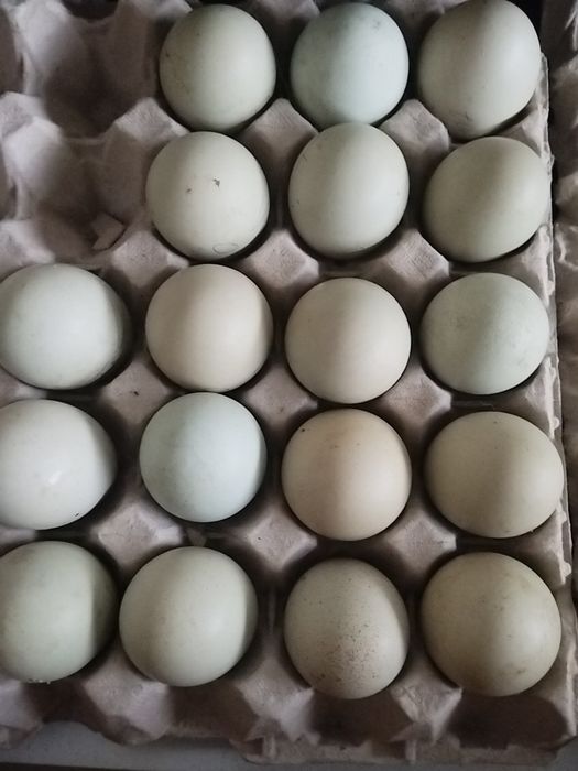 Ovos Férteis Verdes