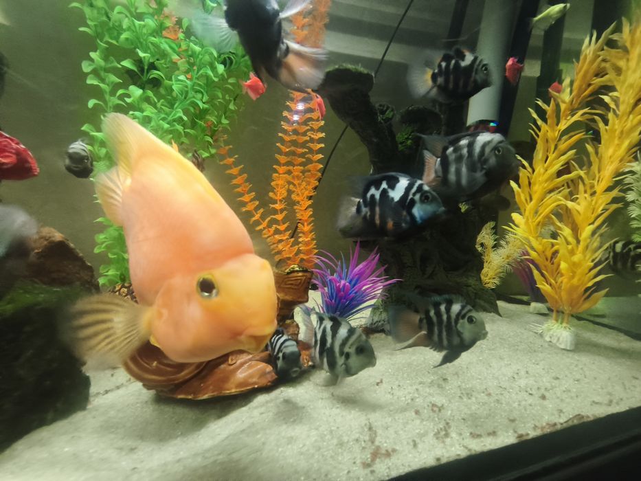 Сапфировый попугай