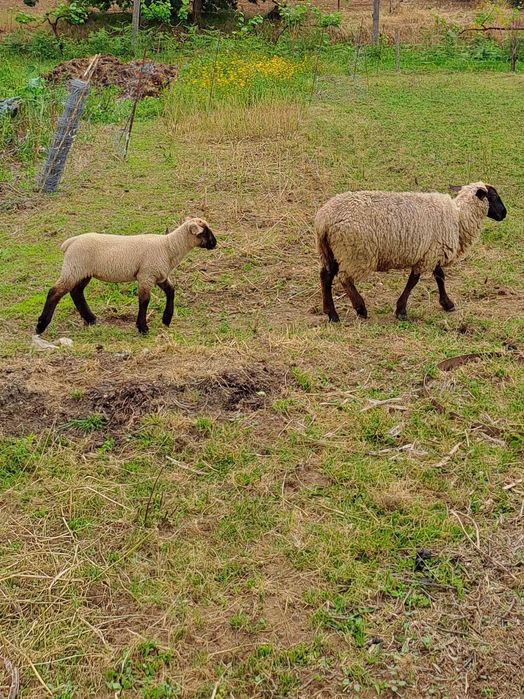 Suffolk fêmeas raça pura