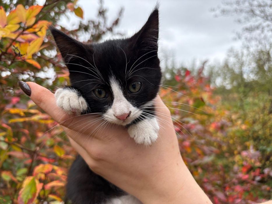 Кошенятко дівчинка