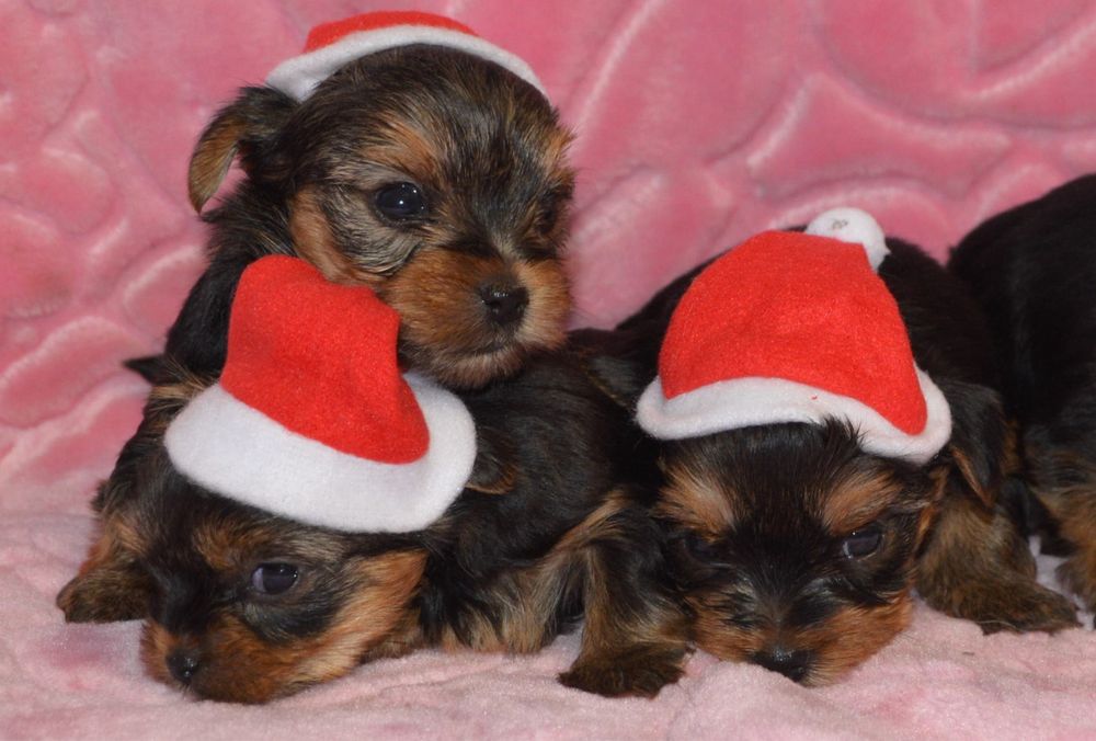 York Terrier  piesek