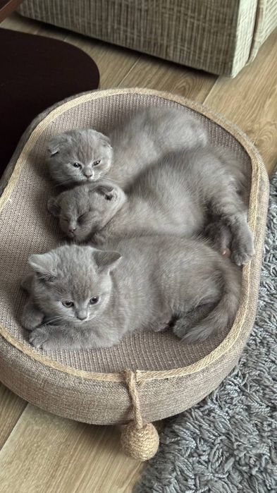 4 шотланскі кошенята