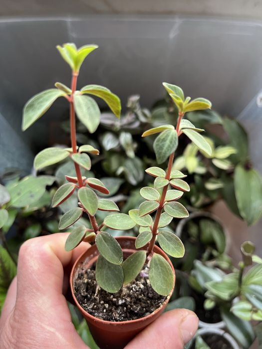 Mudas da minha coleção , dusponives