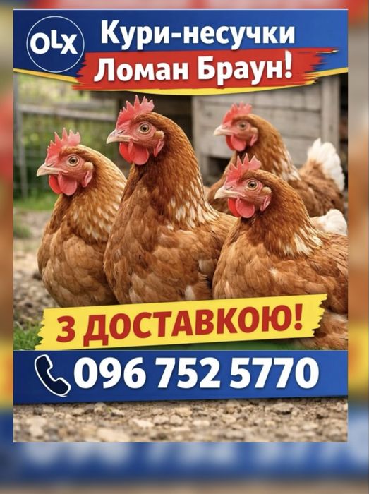 Кури ломан браун, несушки, не іспанки, домінанти, легорн