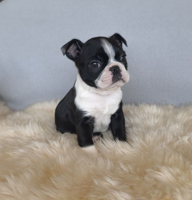 Boston Terrier śliczna kolorowa  suczka.