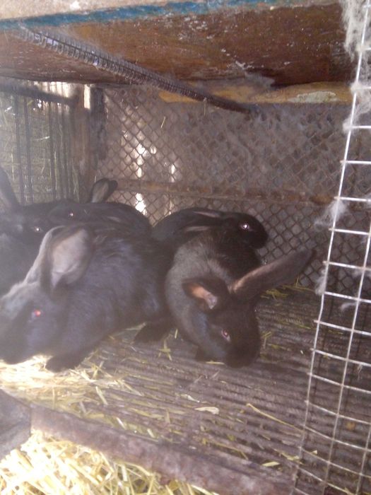 Кролі різних порід