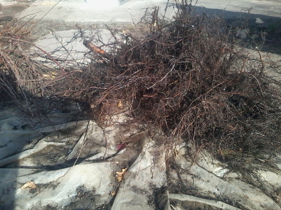 Саженцы ФУНДУКА отводки и Черенки ГОЛАНДИЯ