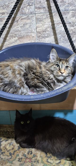 Кошенята Мейн кун