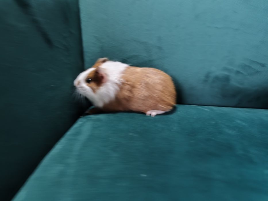 Świnka morska kawia domowa