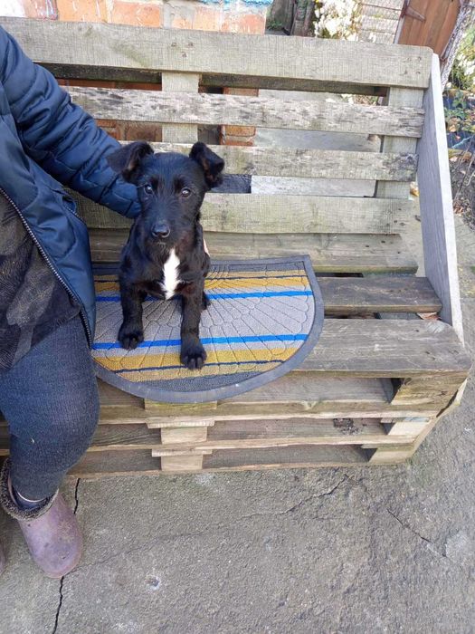 Цуценя в добрі руки - безкоштовно