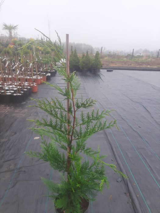 Cupressocyparis leylandii,  Cyprysowiec  Leylanda