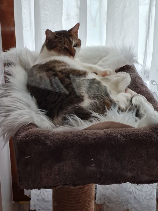 Hotel dla kotów Łódź,  Konstantynów Łódzki