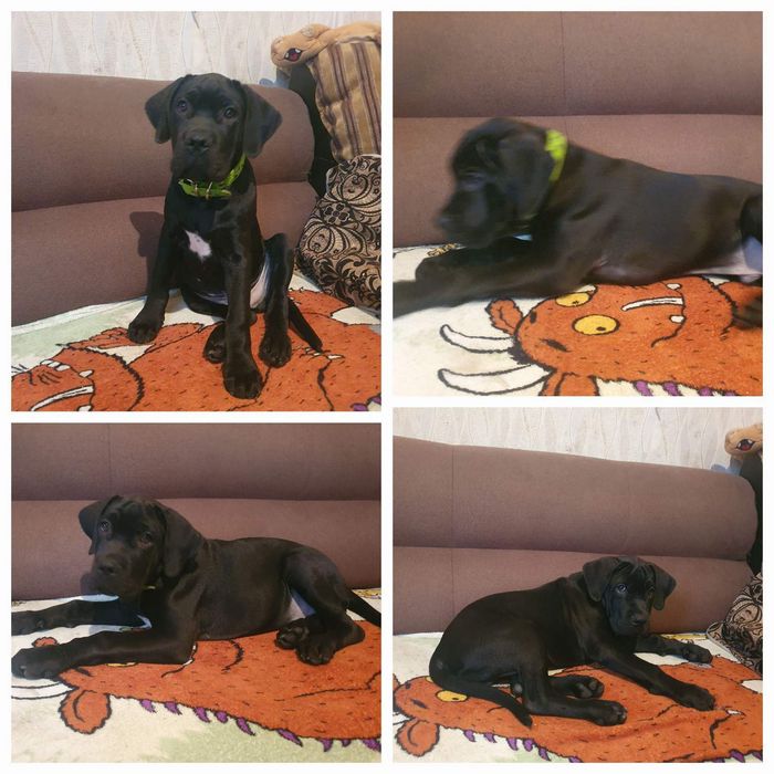 Продам щенков кане корсо