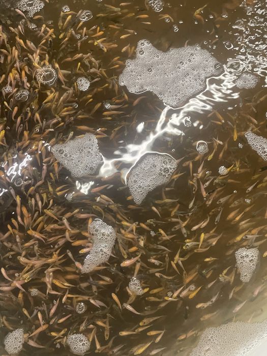 Karp koi narybek letni