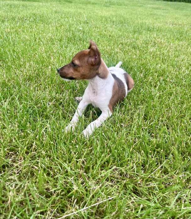Jack Russell Terrier suczka