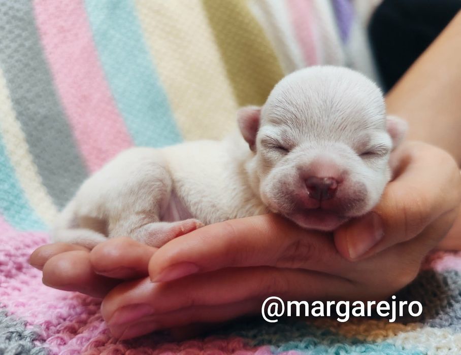 Suczka Chihuahua po Championach z rodowodem ZKWP FCI