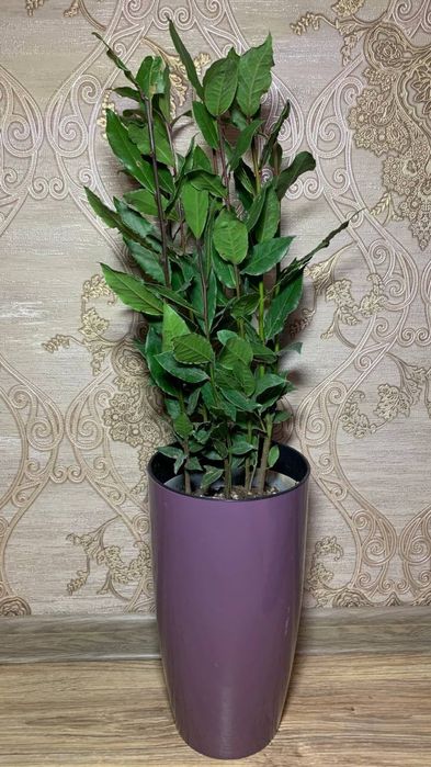 Лавр Шляхетний /Лаврове дерево